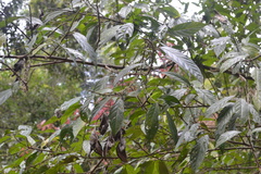 Villebrunea integrifolia